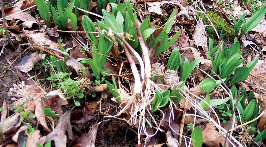 Small plants emerge from leaves