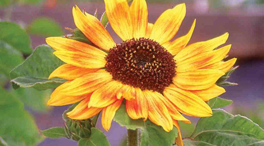 A sunflower