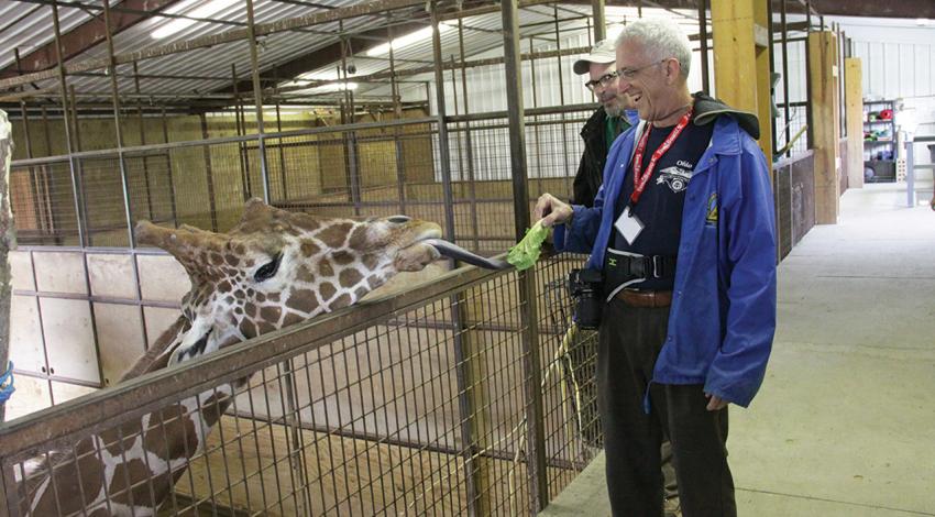 A man feeds a giraffe a piece of lettuce as it reaches for it.