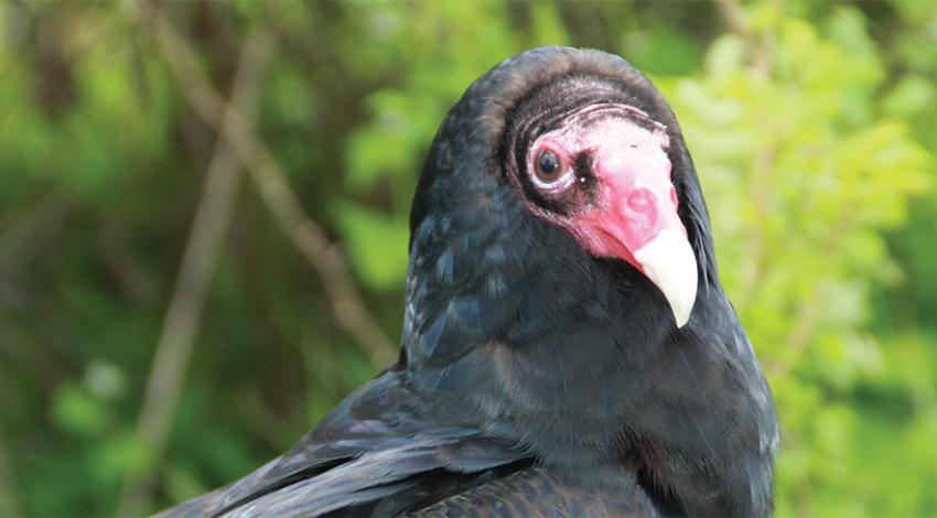 A close-up of a vulture.