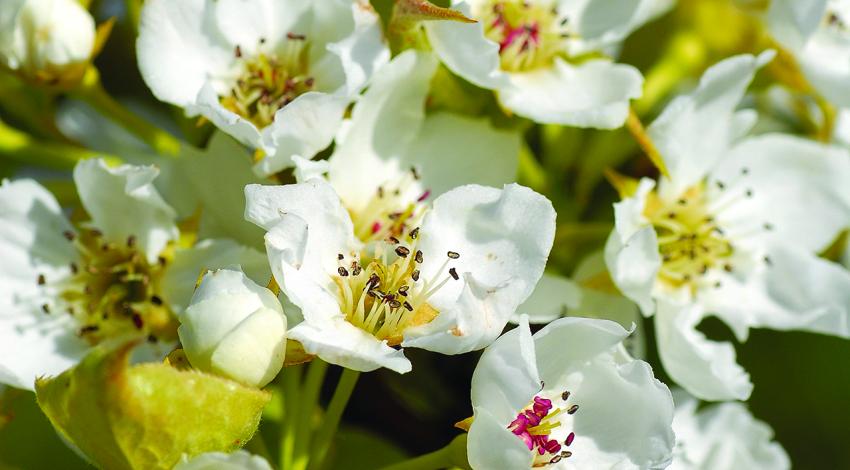 A photo of white flowers blooming