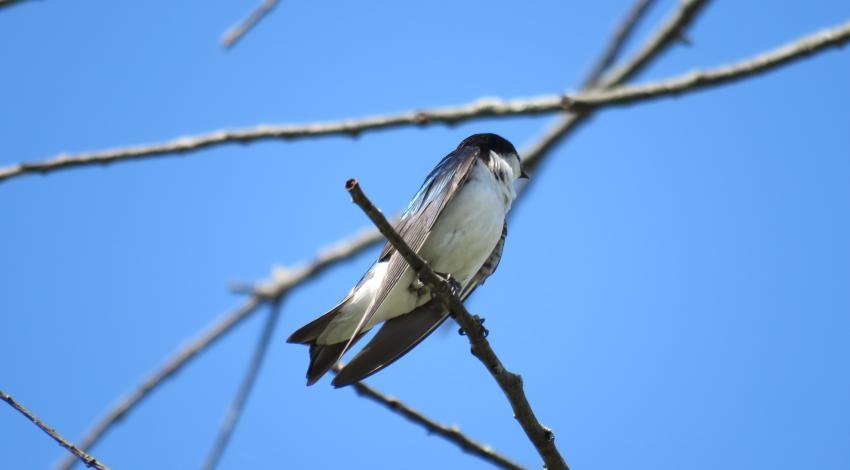 Tree swallow