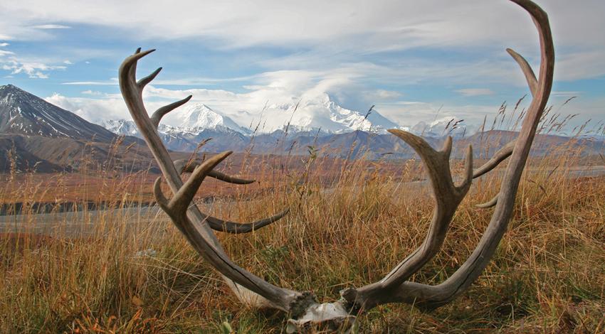 Mt. Denali National Park