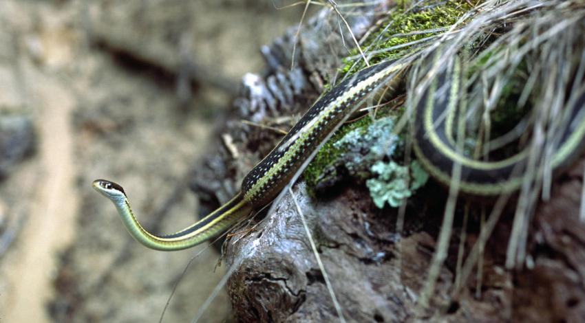 Garter snake