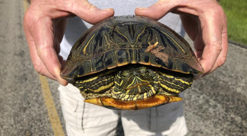 Red-eared slider