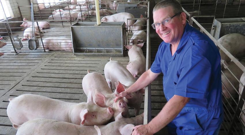 Tom Graham with pigs
