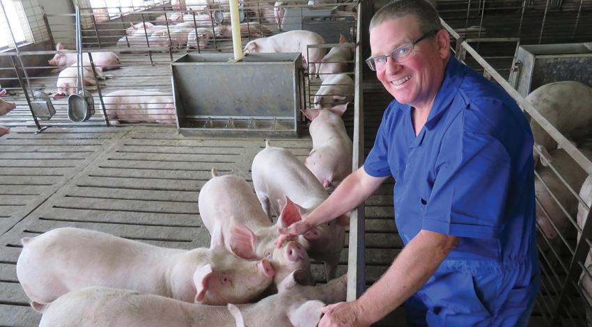 Tom Graham with pigs