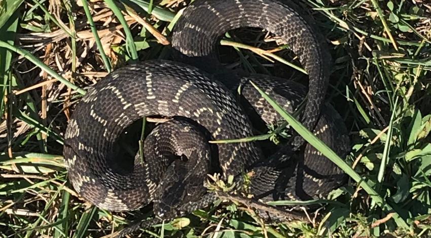 Northern watersnake