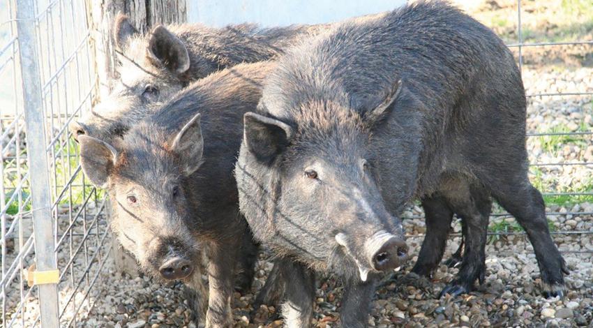 Wild boars