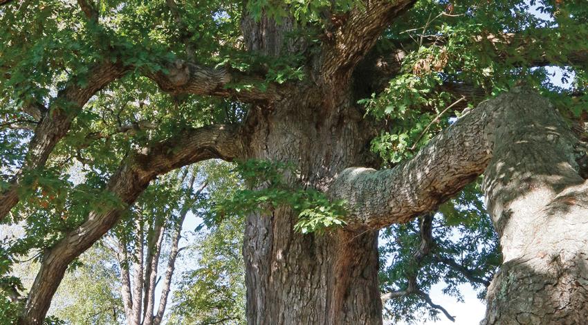 Logan Oak