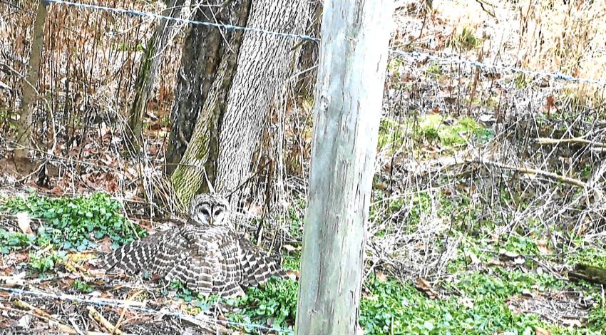 Barred owl