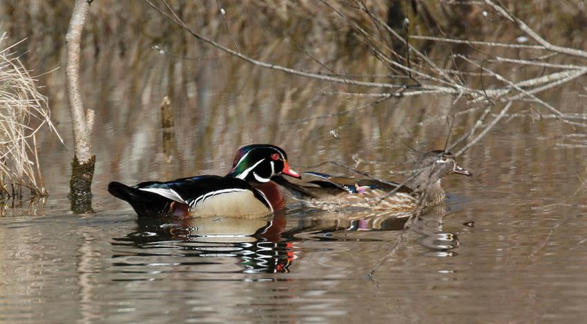 Adult wood duck pair