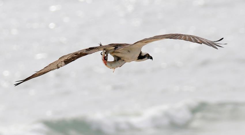 Osprey in flight