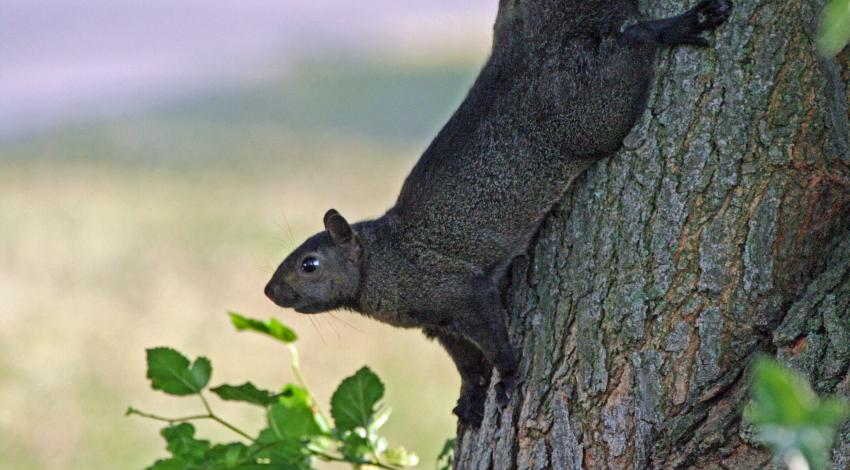 Black squirrel