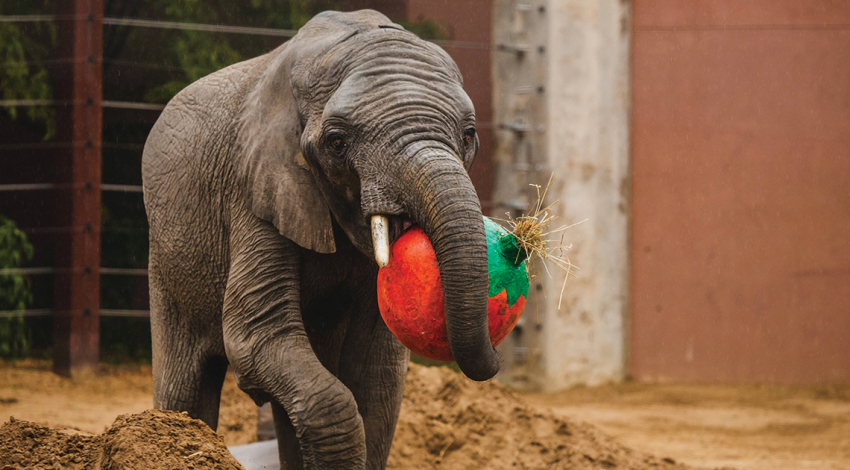 Elephant at Toledo Zoo