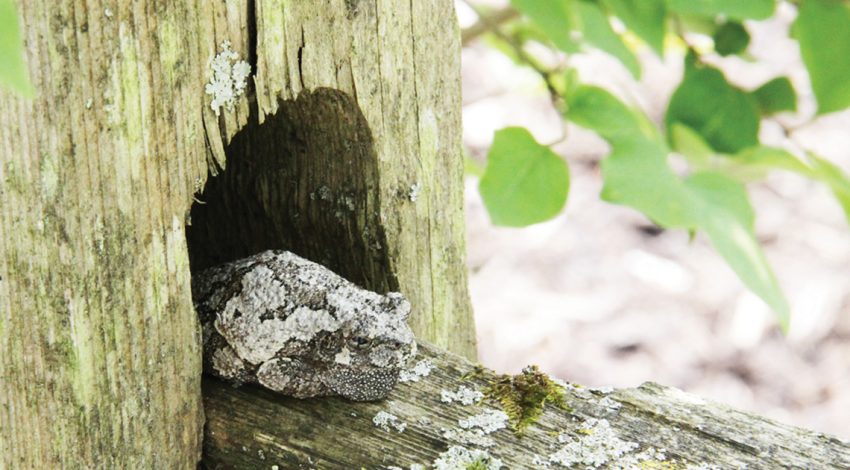 Gray Treefrog 2