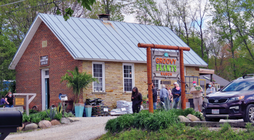 Groovy Plants Ranch