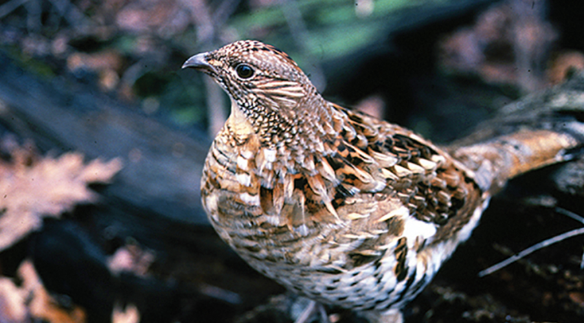 Ruffed Grouse