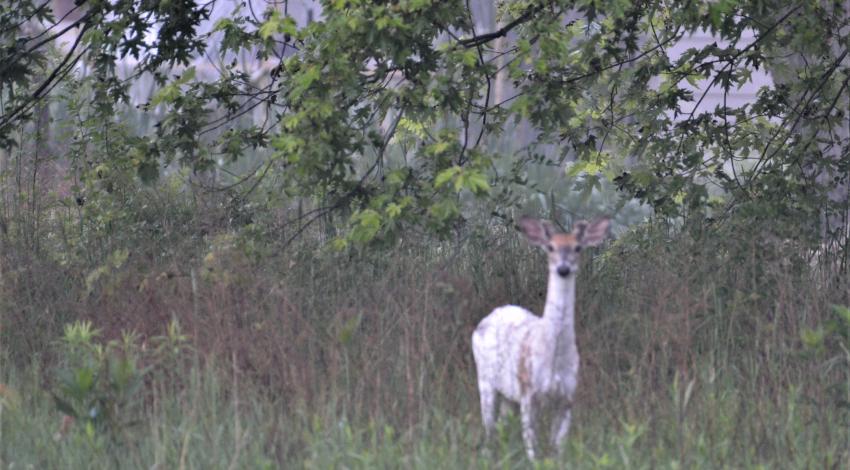 Piebald deer