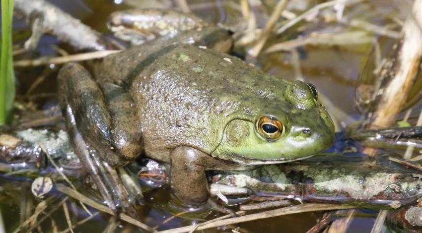 bullfrog