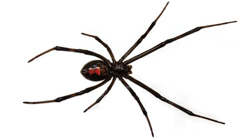 Black Widow Spider