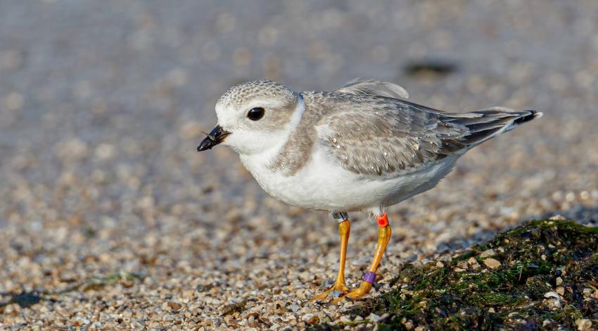 Piping plover