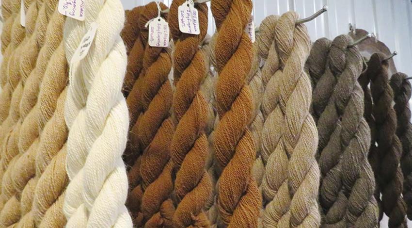 Alpaca-shorn yarns