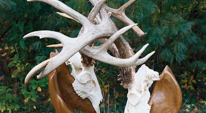 Al Brown’s deer-head sculpture, featuring locked whitetail deer antlers.