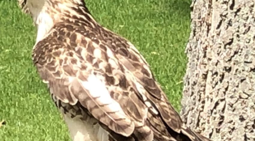 red-tailed hawk