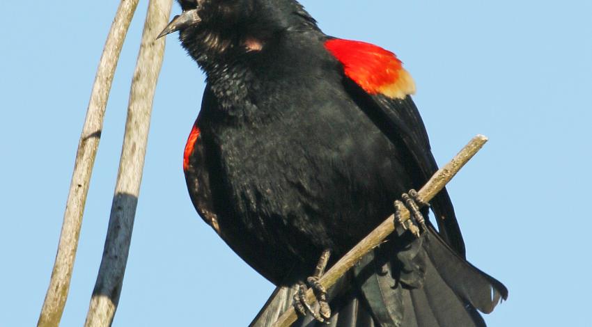 red-winged blackbird