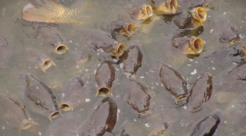 Carp in Lake Erie