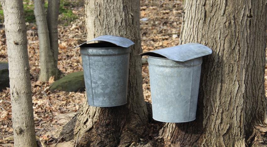 Maple syrup being tapped from tree