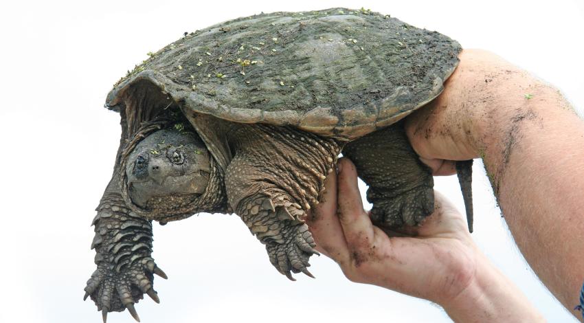 Snapping turtle