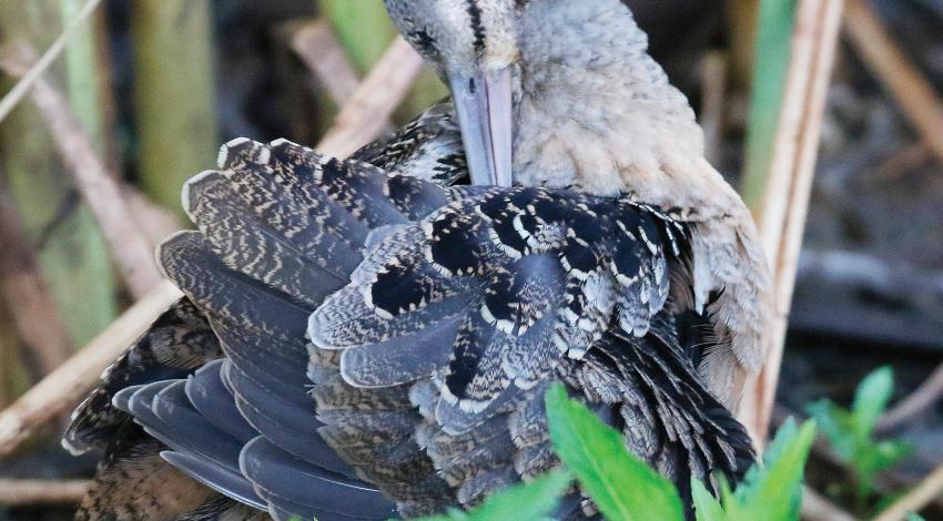 Preening woodcock