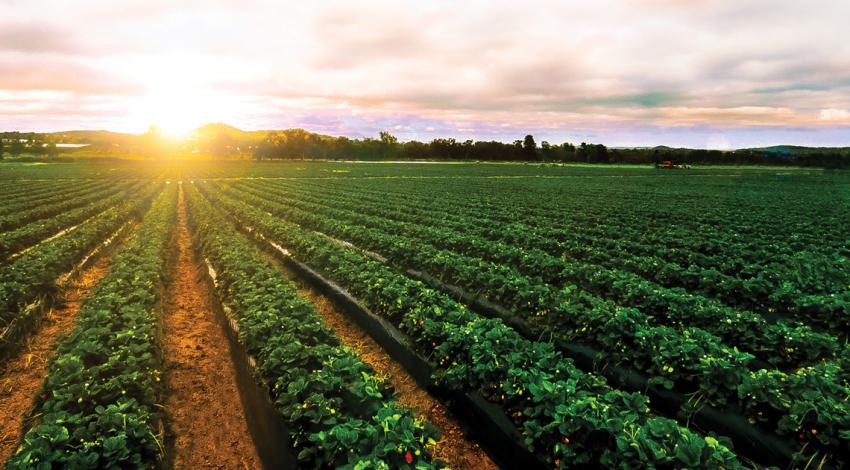 Sunshine over crop field