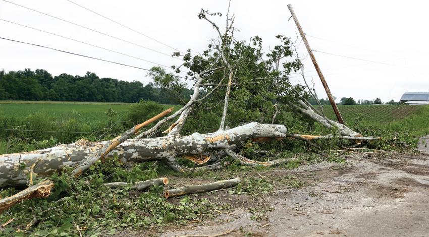 Downed trees and power lines