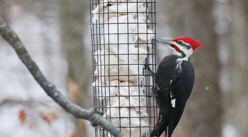 Pileated Woodpecker