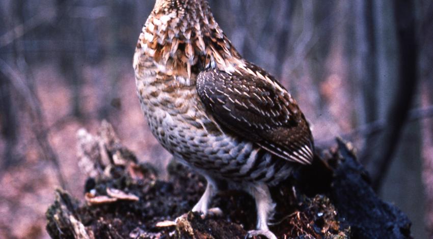 Ruffed grouse