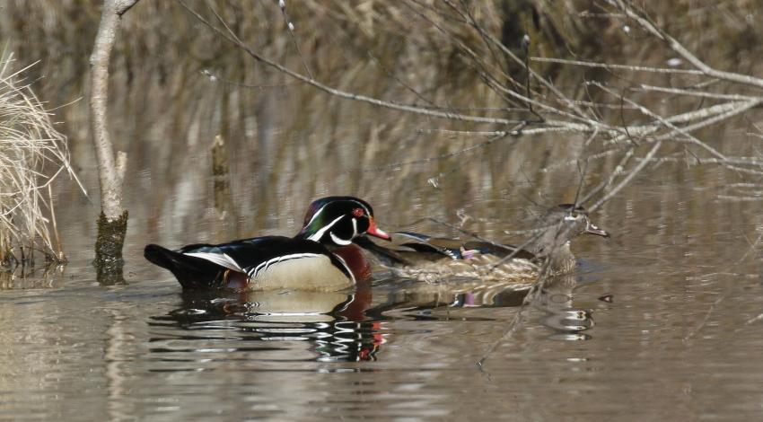 wood ducks