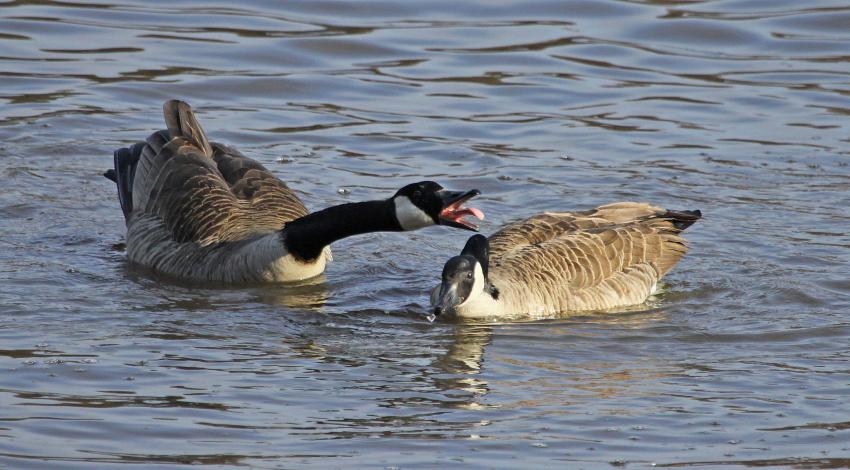 Canada geese pair