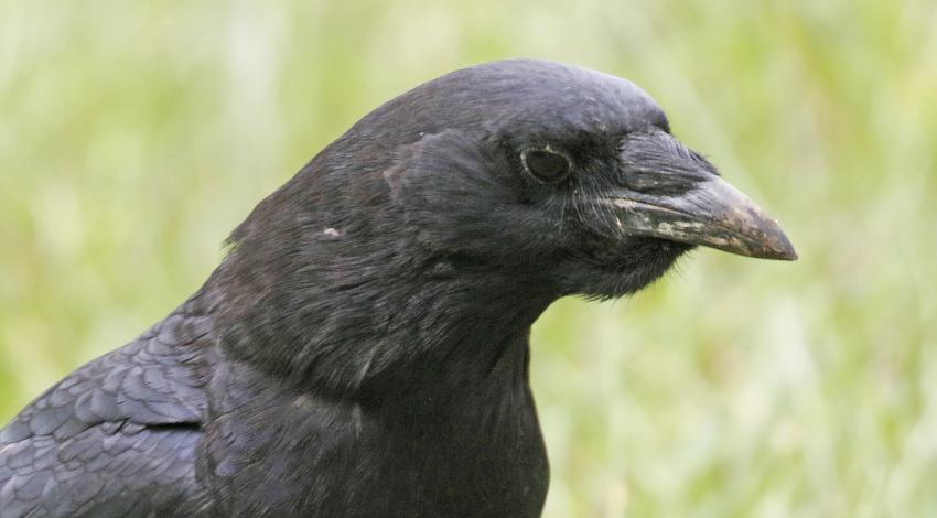 crow