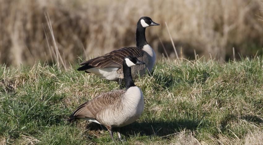 Canada geese