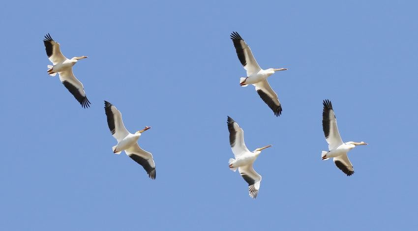 American white pelican