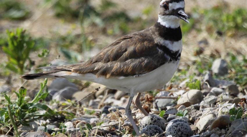 Killdeer nest