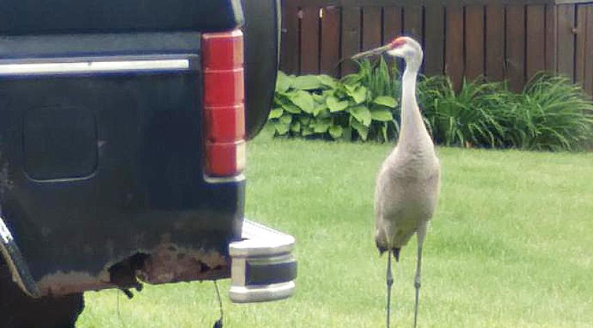 Sandhill crane