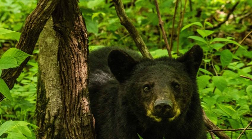 Bear 1