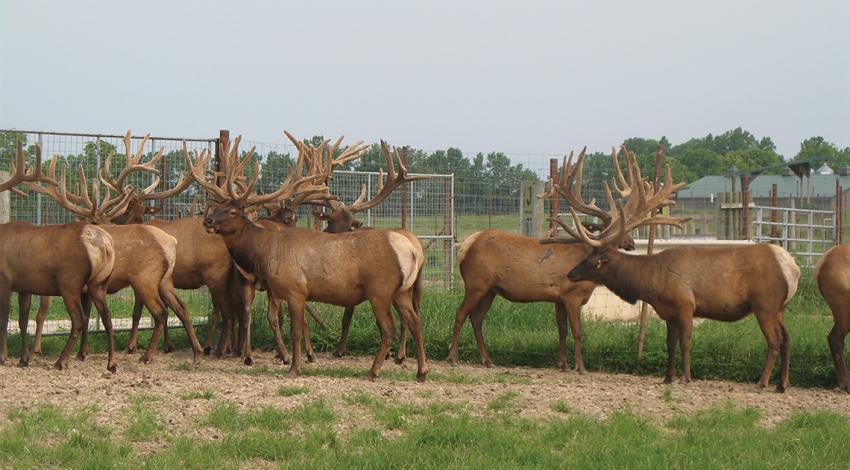 Around 200 elk are home on the range at Dave Flory’s Quiet Harmony Ranch in the rolling Preble County hills. 