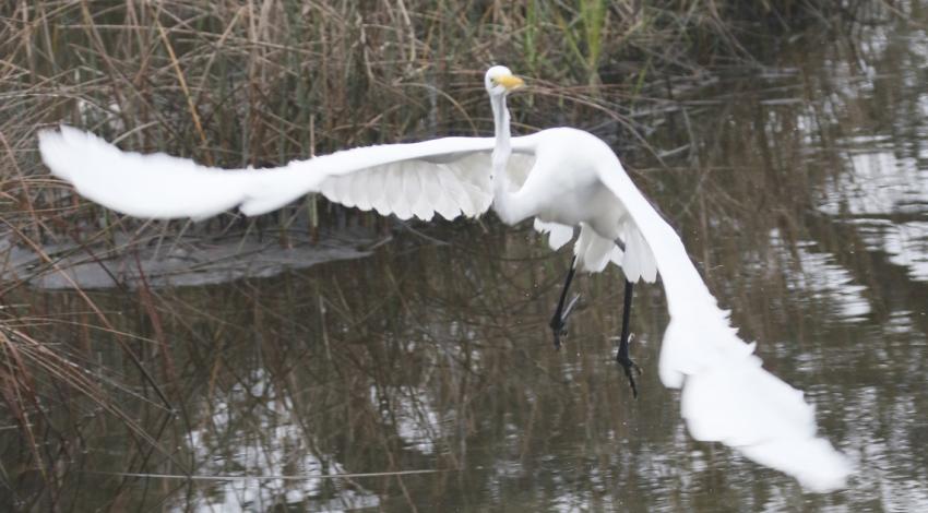 Feathers from some birds, such as the great egret, were in such demand by the millinery trade that they were worth twice their weight in gold.