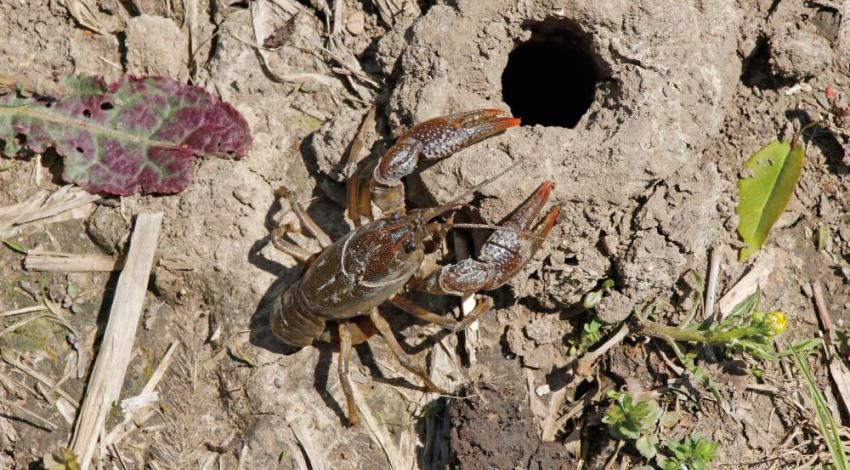 Burrowing crayfish build mud chimneys — or “castles” — several inches high, giving away their location. 
