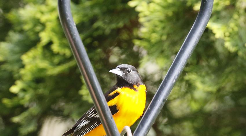 Orange and black bird perched in metal heart